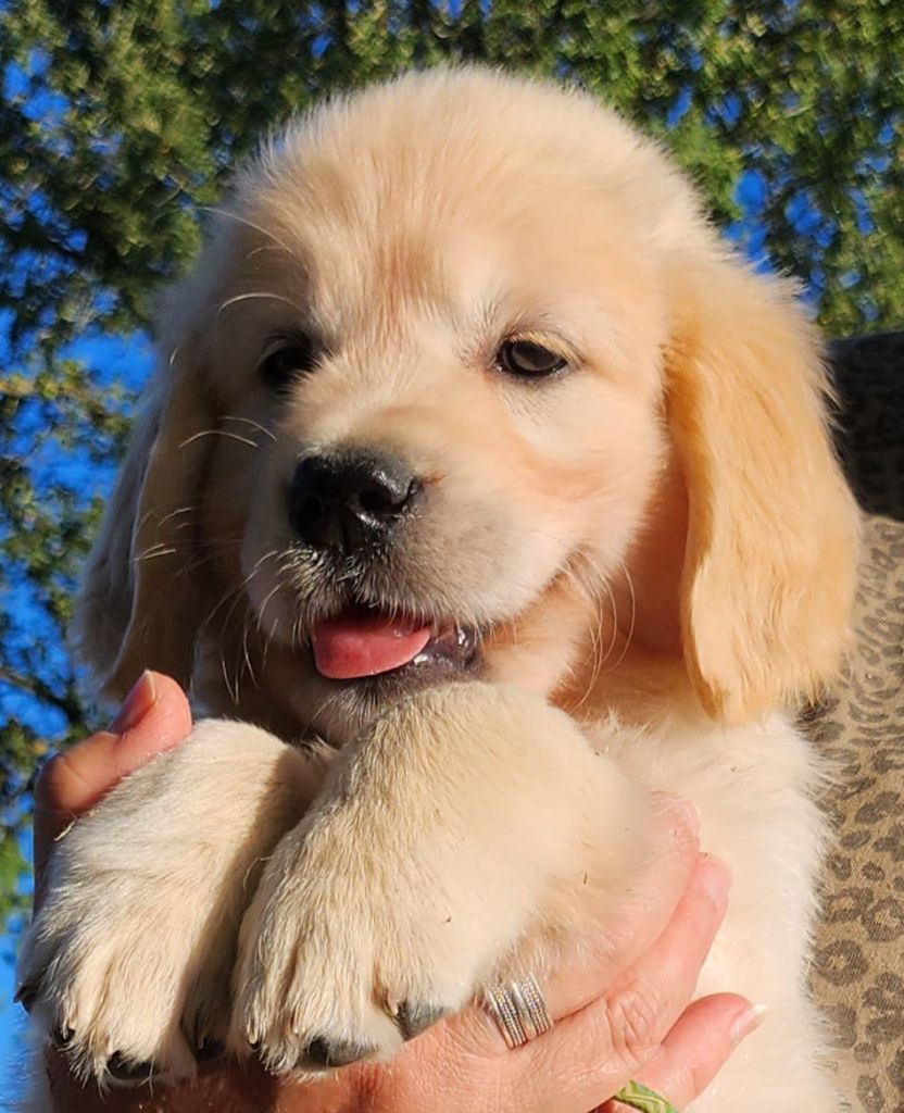 de la Forêt de Sivens - Available Puppies - Golden Retriever