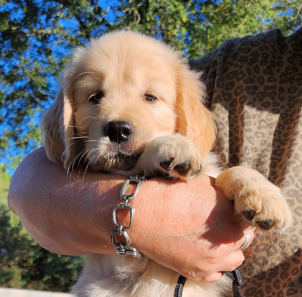 de la Forêt de Sivens - Available Puppies - Golden Retriever