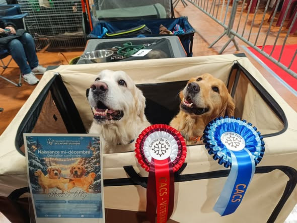 🏆 CACS Castres 24/11/25 🏆