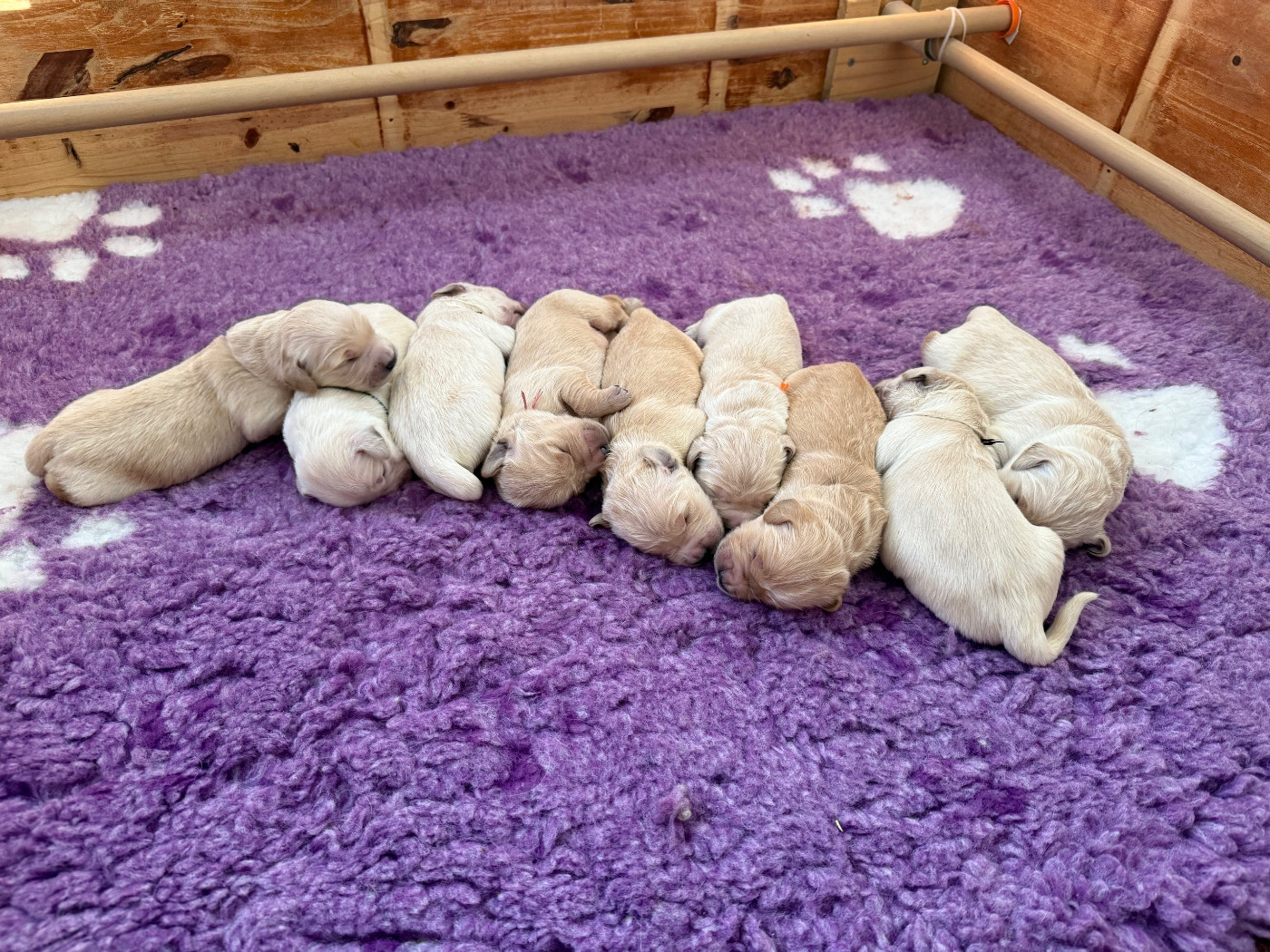 de la Forêt de Sivens - Naissance des bébés d'Uly et Max