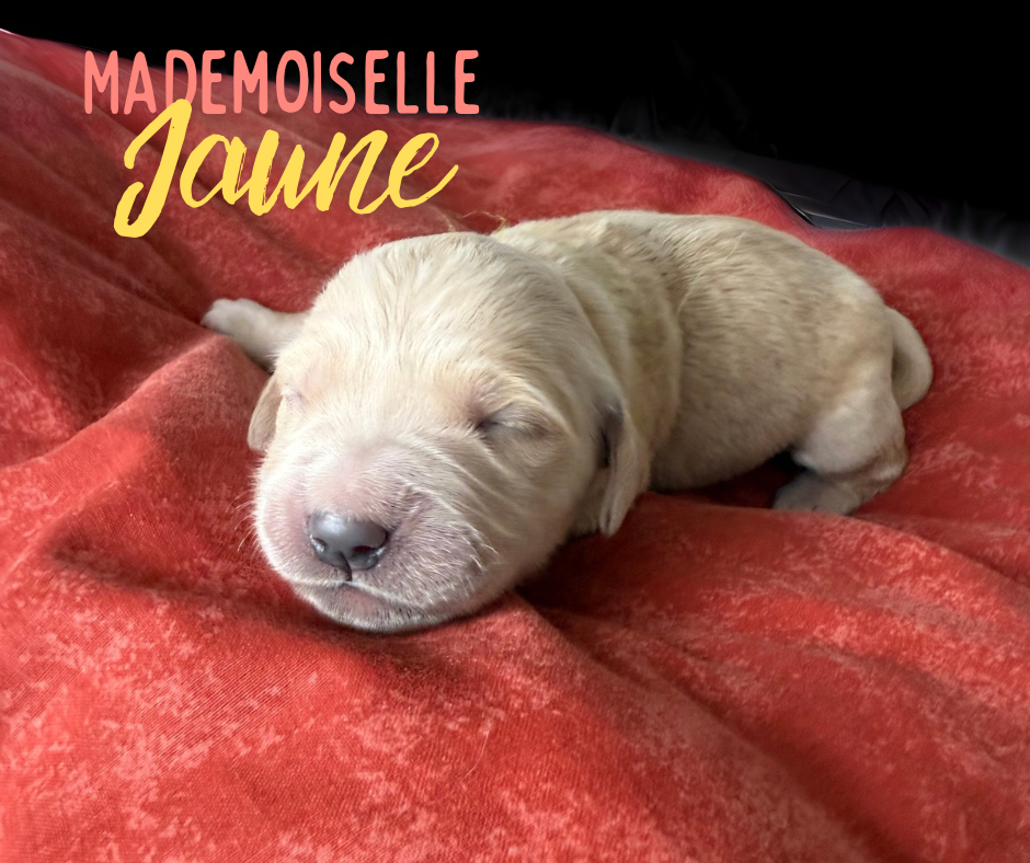 de la Forêt de Sivens - Chiots disponibles - Golden Retriever