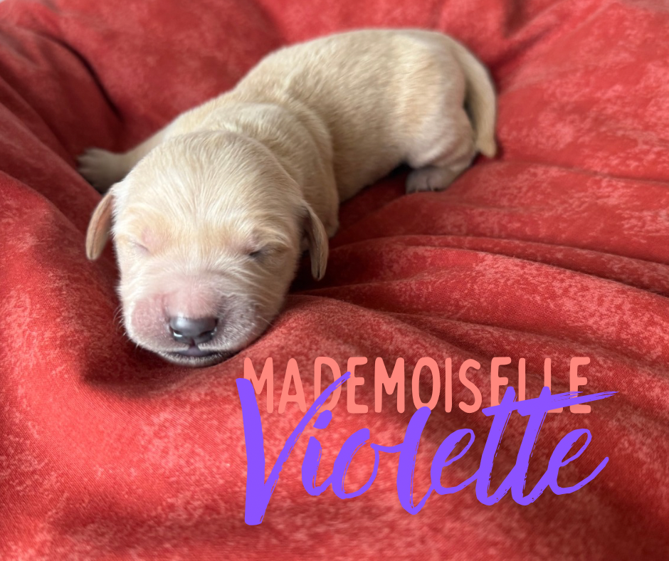 de la Forêt de Sivens - Chiots disponibles - Golden Retriever