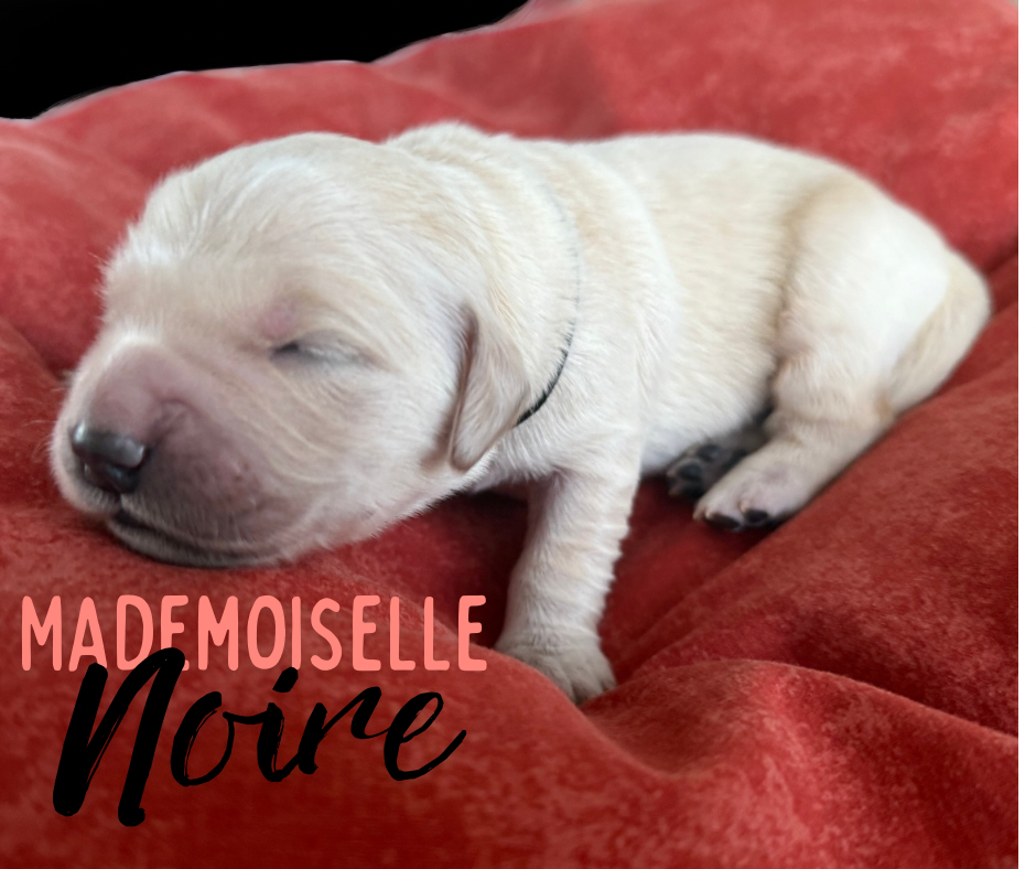 de la Forêt de Sivens - Chiots disponibles - Golden Retriever