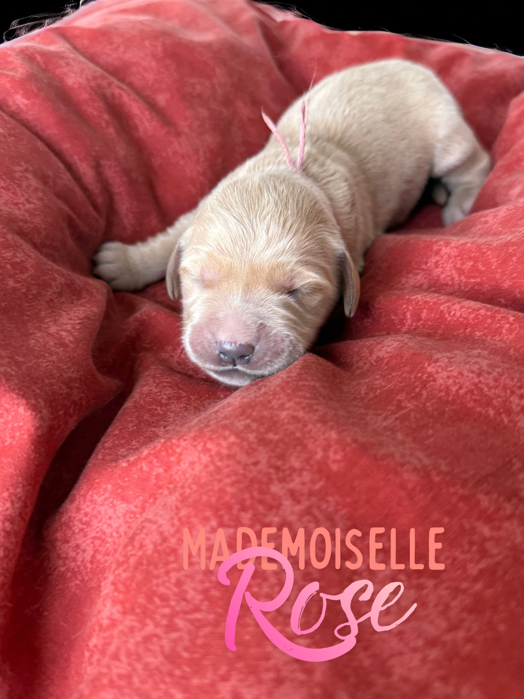 de la Forêt de Sivens - Chiots disponibles - Golden Retriever
