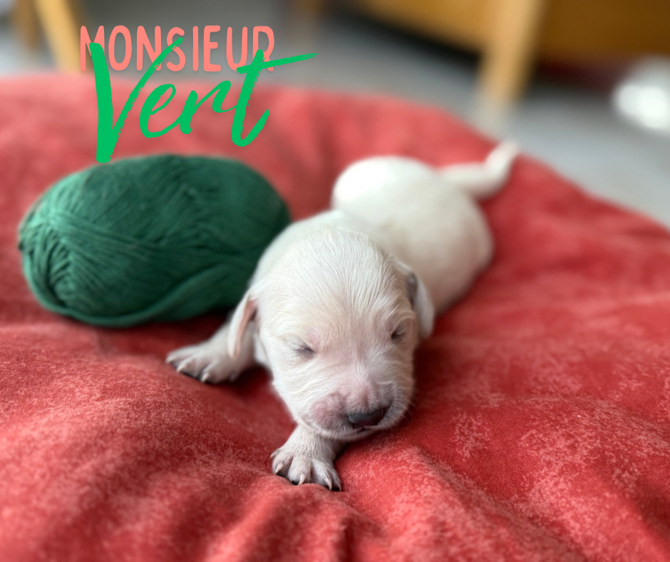 de la Forêt de Sivens - Chiots disponibles - Golden Retriever