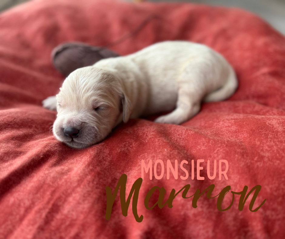 de la Forêt de Sivens - Chiots disponibles - Golden Retriever