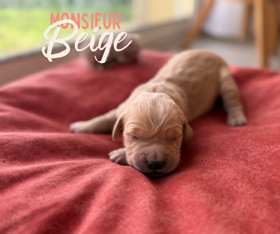 de la Forêt de Sivens - Chiots disponibles - Golden Retriever