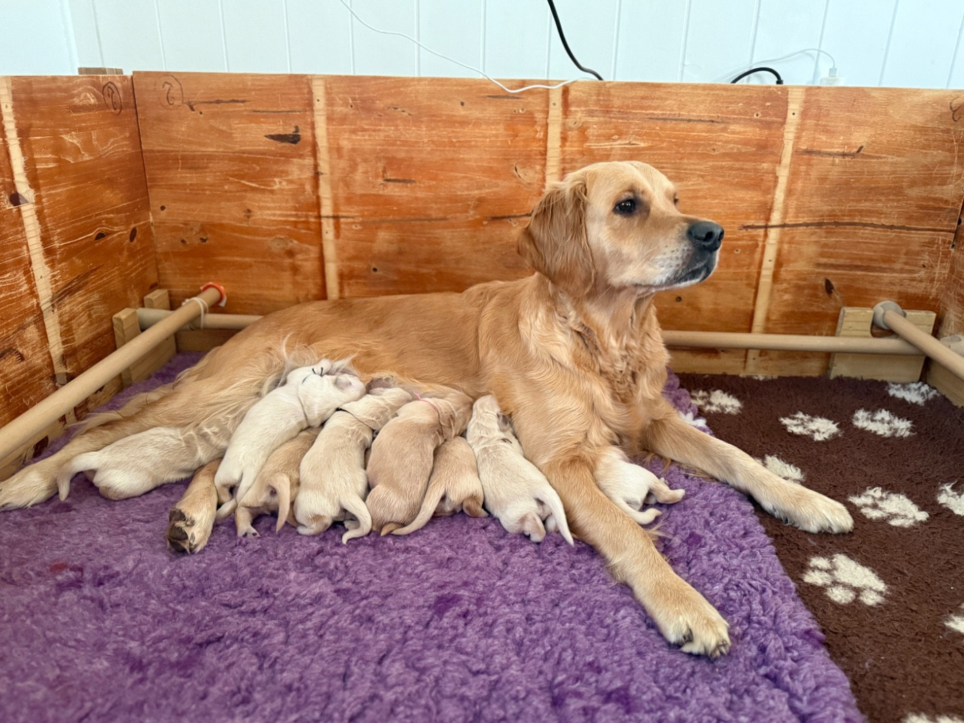 Chiot Golden Retriever de la Forêt de Sivens